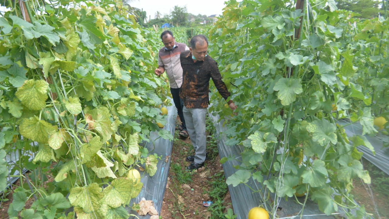 Yuk Merapat, Besok Unila Panen Melon 30 Ton