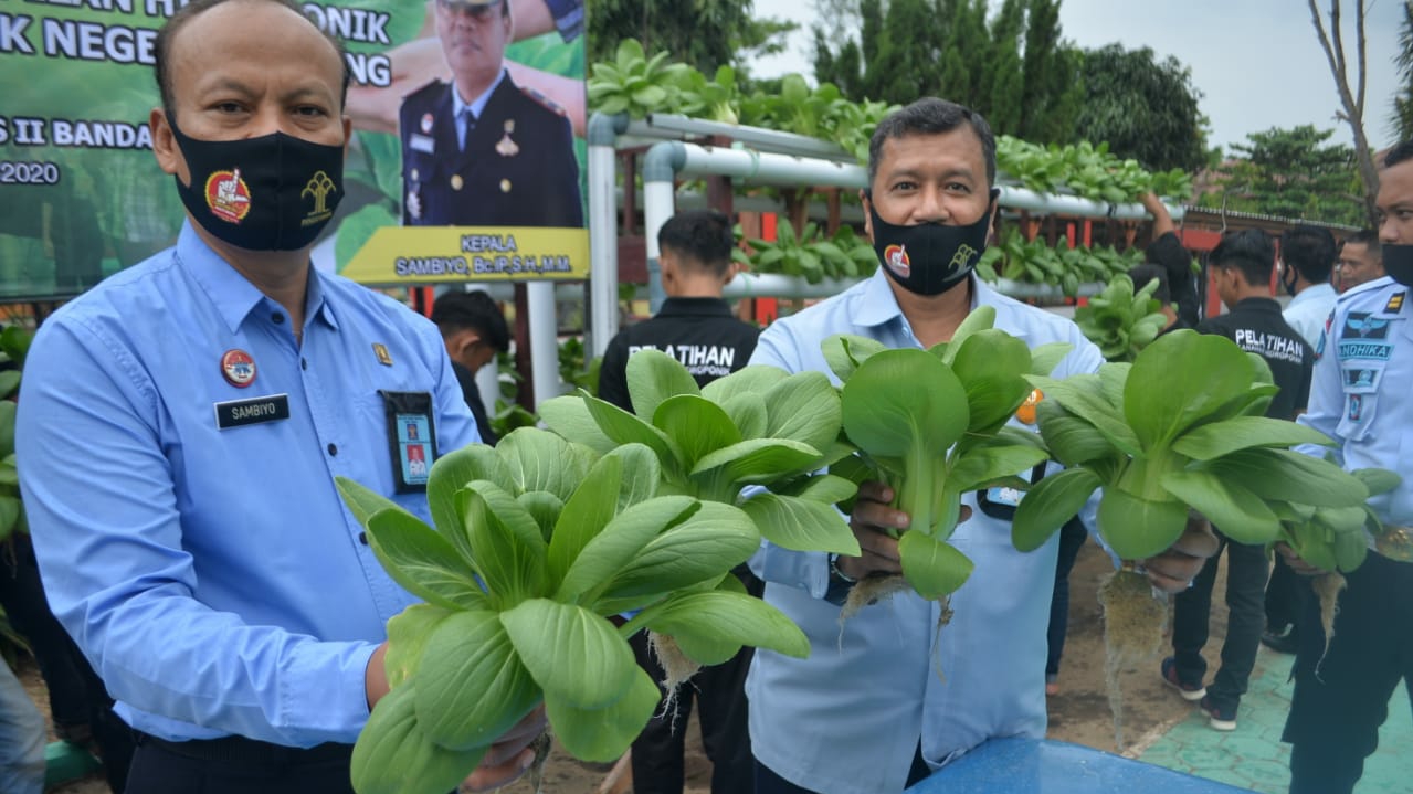 Dukung Ketahanan Pangan, LPKA Bandarlampung Panen Singkong dan Pakcoy