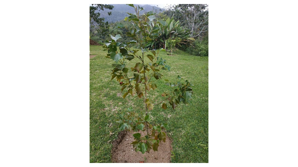 Ada Pohon Langka di Kebun Raya Liwa