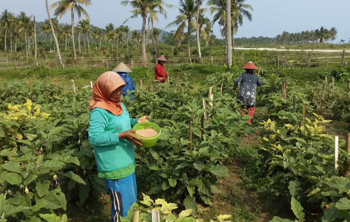 PLN Peduli Yakinkan Warga untuk Kembali ke Pertanian