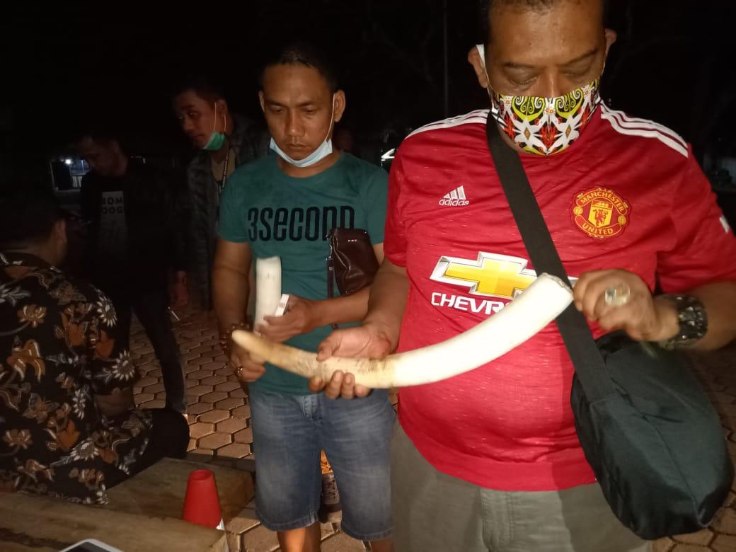 Penampakan Gading Gajah yang Diamankan Krimsus Polda Lampung