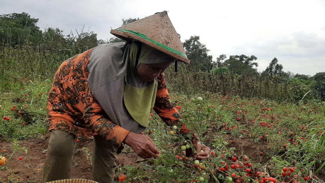 Tak Ada Penampung Datang, Petani Rampai Kelimpungan