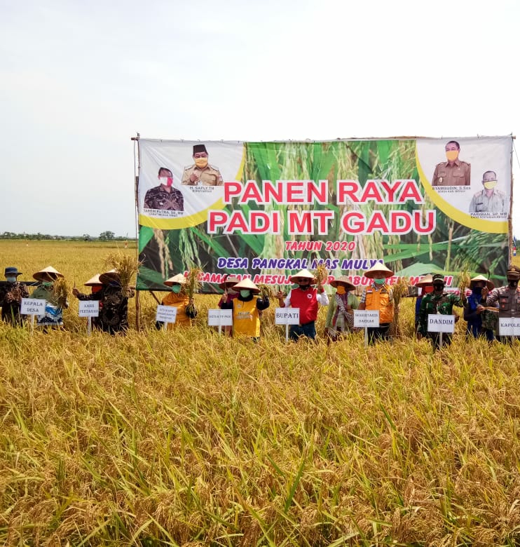 Panen Raya, Saply Berikan Ribuan Benih Padi