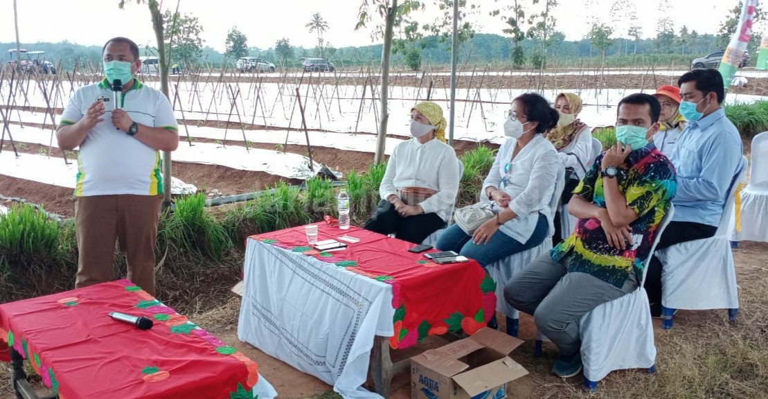Petani di Tegineneng Mengeluh, Harga Cabai Anjlok Dua Tahun Terakhir