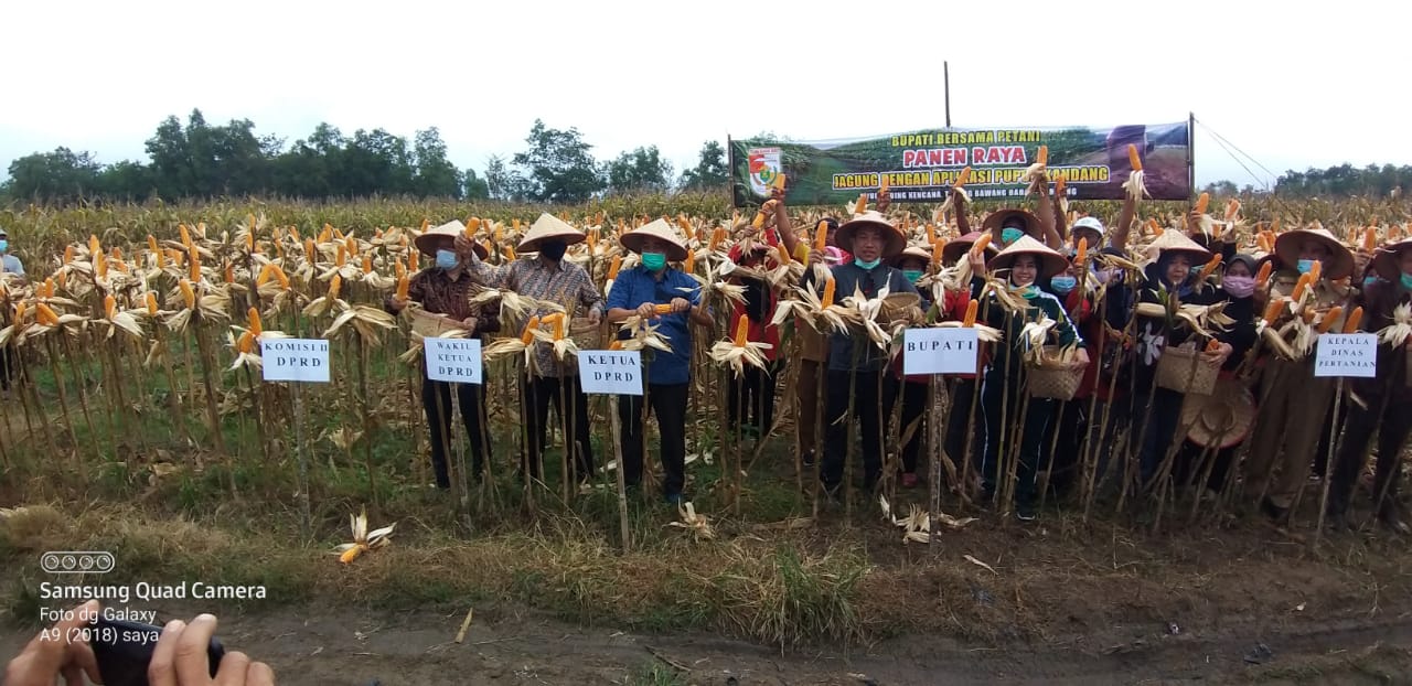 Sukses Panen Jagung Bareng Petani, Bupati Tubaba : Kami Bangga !
