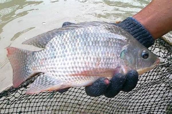 Siapkan 100 Ribu Ekor Ikan Nila untuk Restocking Dua Embung