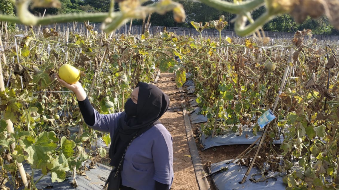 Bagi Hasil Agrowisata Melon Diduga Bermasalah, Unila Laporkan Sari Rogo ke Kejati