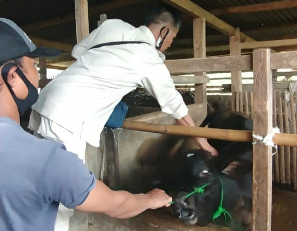 Pengobatan Ternak Gratis, Sasar Ratusan Sapi di Dua Kecamatan