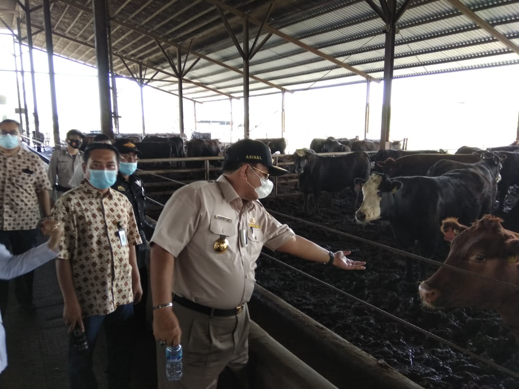 Gubernur Lampung Dukung Ekspor Daging Sapi Wagyu Produksi Lamtim