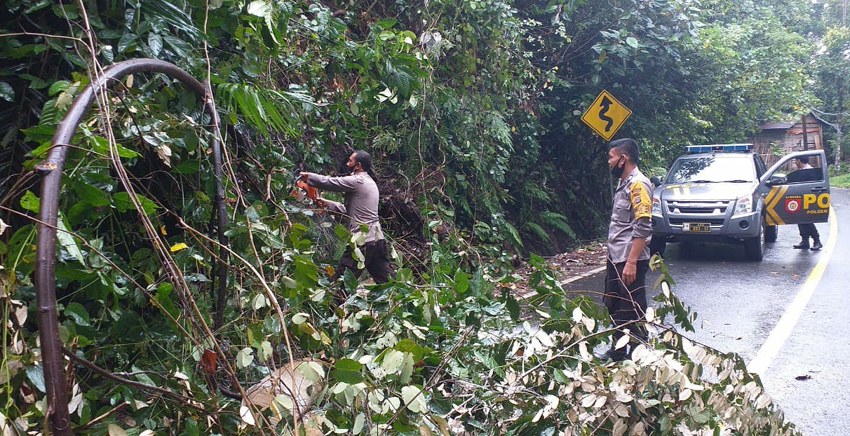 Hujan Deras, Pohon Tumbang di Jalur Liwa-Krui