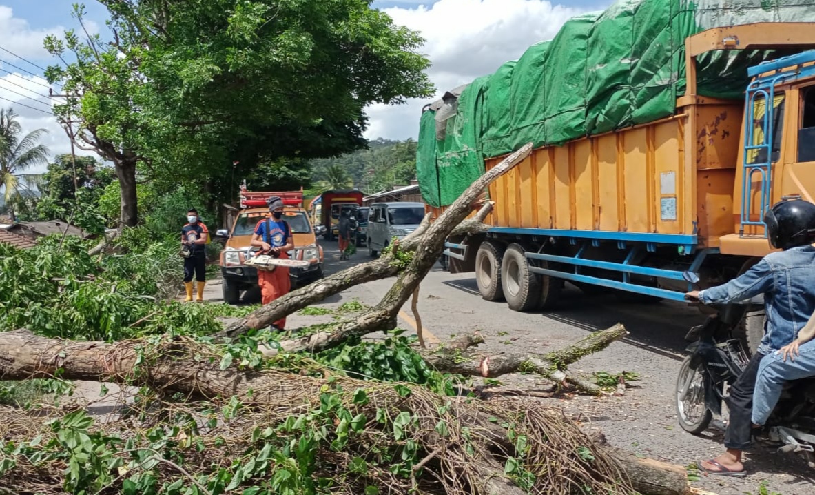 Angin Kencang, Pohon Tumbang di Jalan Soekarno-Hatta