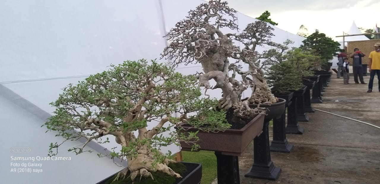 Pepung Bonsai Tubaba Sukses, Juri Nasional Apresiasi PPBI Tubaba