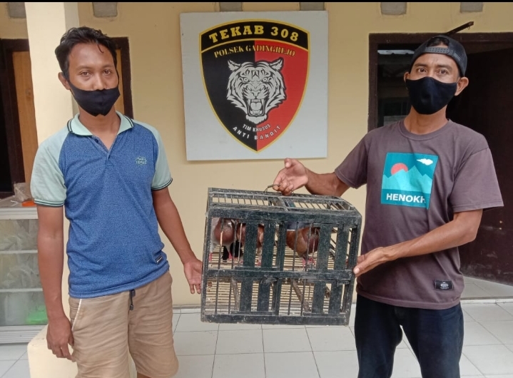 Butuh Ongkos ke Bandarlampung, Warga Pringsewu Curi Burung