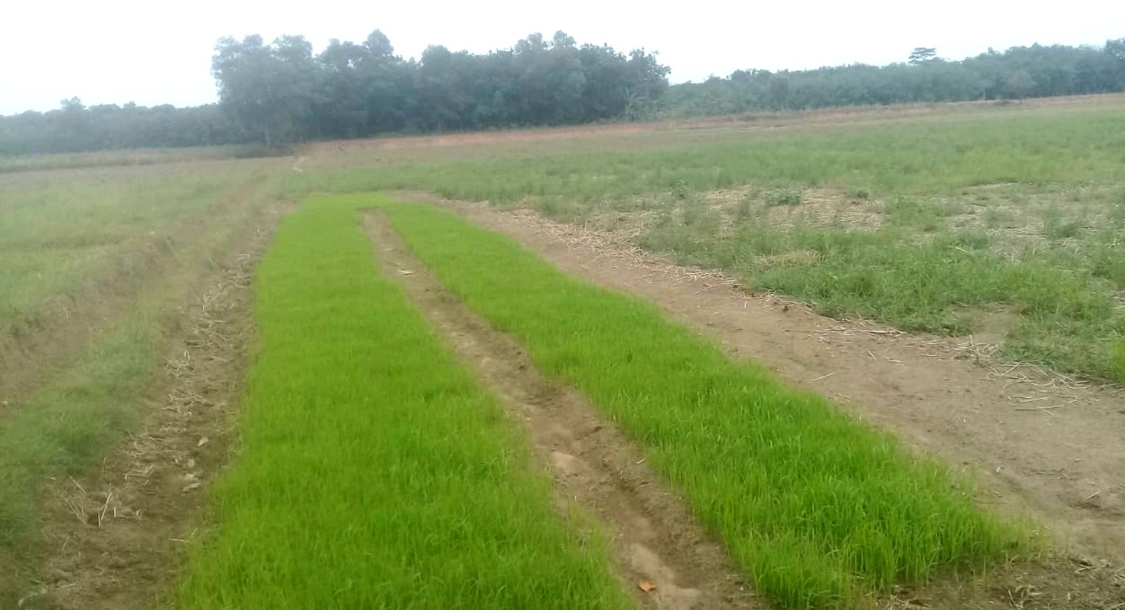 Soal Pasokan Air ke Sawah Bikin Petani Tubaba Harap-Harap Cemas