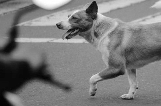 Anjing Gila Teror Warga Kotaway, Dua Orang Jadi Korban