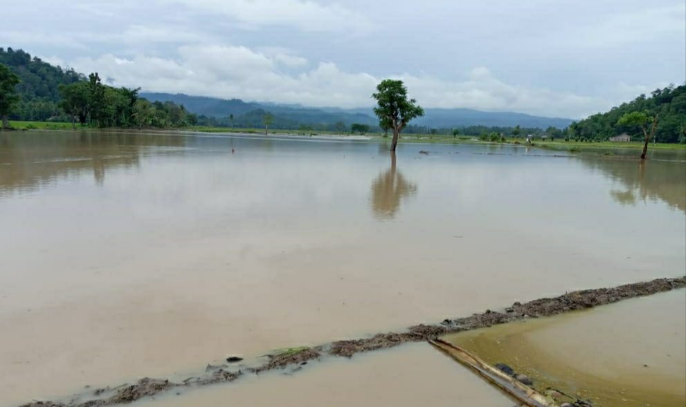 Dampak Banjir, 64 Hektare Sawah di Pesawaran Puso
