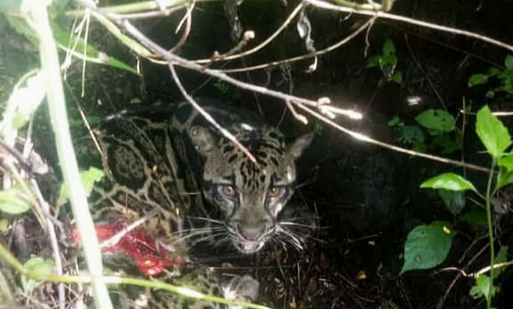 Warga di Bandarnegeri Suoh Temukan Macan Tutul Terluka