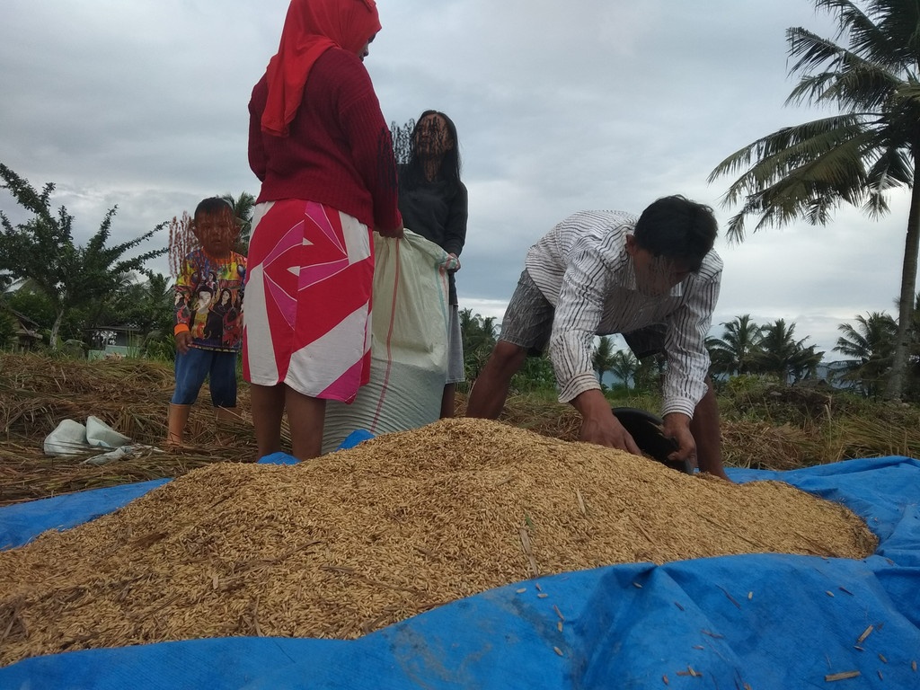 Meski Ada Serangan Hama Wereng, Tanggamus Tetap Surplus Beras