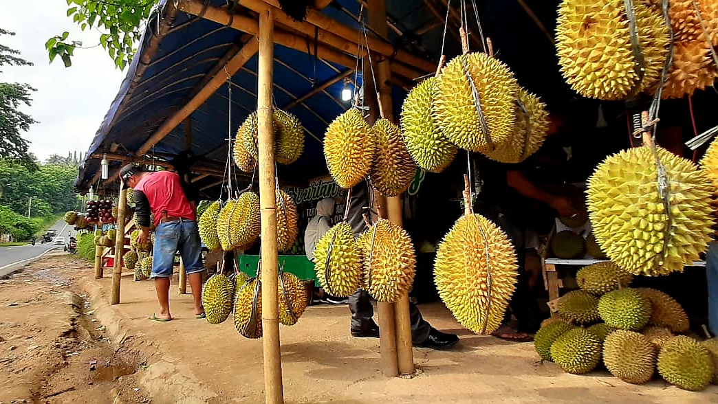 Berburu Durian di Kampung Durian Sukadanaham