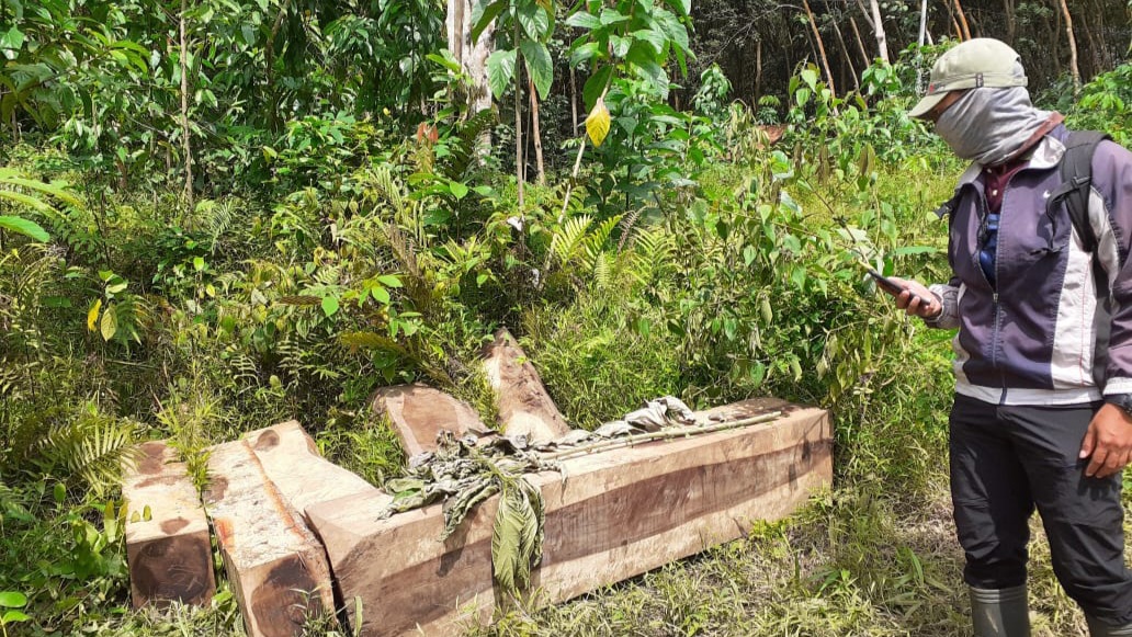 Dishut Kesulitan Berantas Illegal Logging