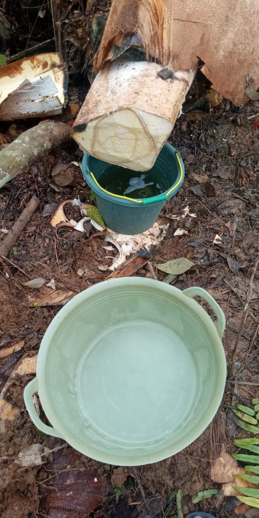 Mesuji Mulai Kembangkan Gula Merah dari Batang Kelapa Sawit