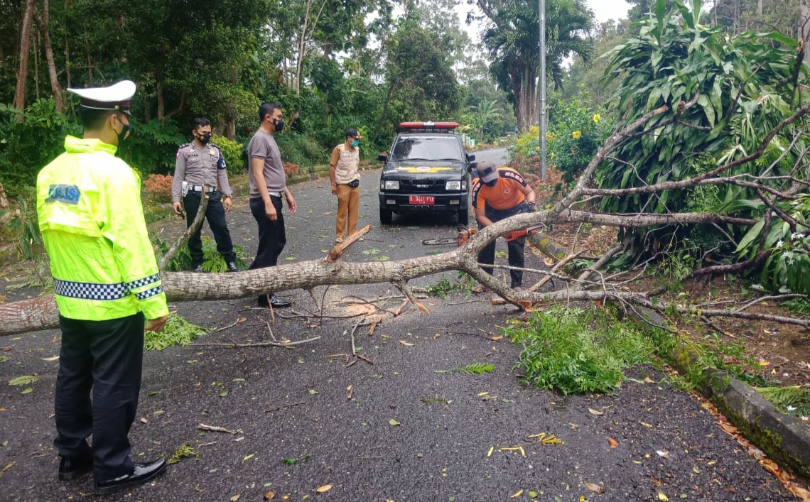 Angin Kencang di Tanggamus, Pohon Tumbang dan Atap Rumah Terlepas