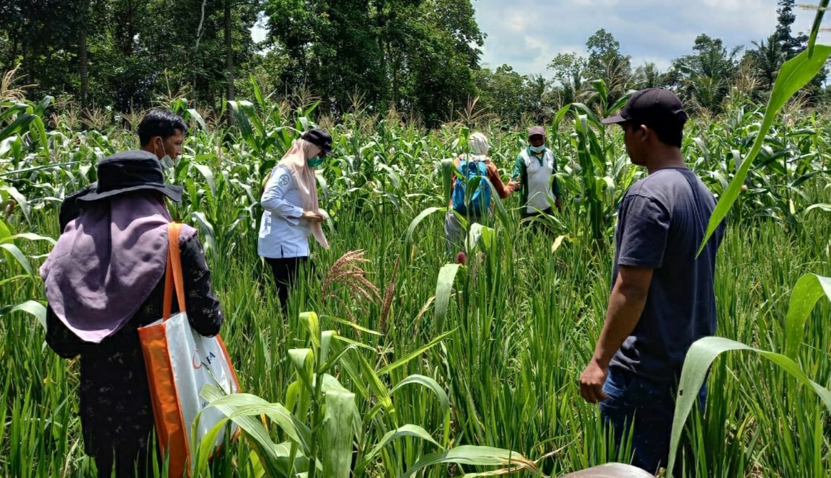 Target Produksi Padi Pesawaran 241.119 Ton dan Jagung 183.183 Ton