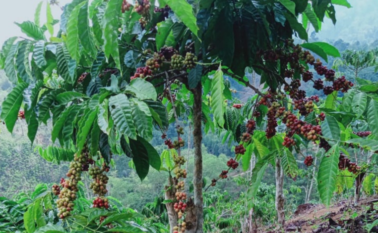 Petani Kopi di Lampung Minta Bantuan Presiden untuk Hapuskan SSG Filipina