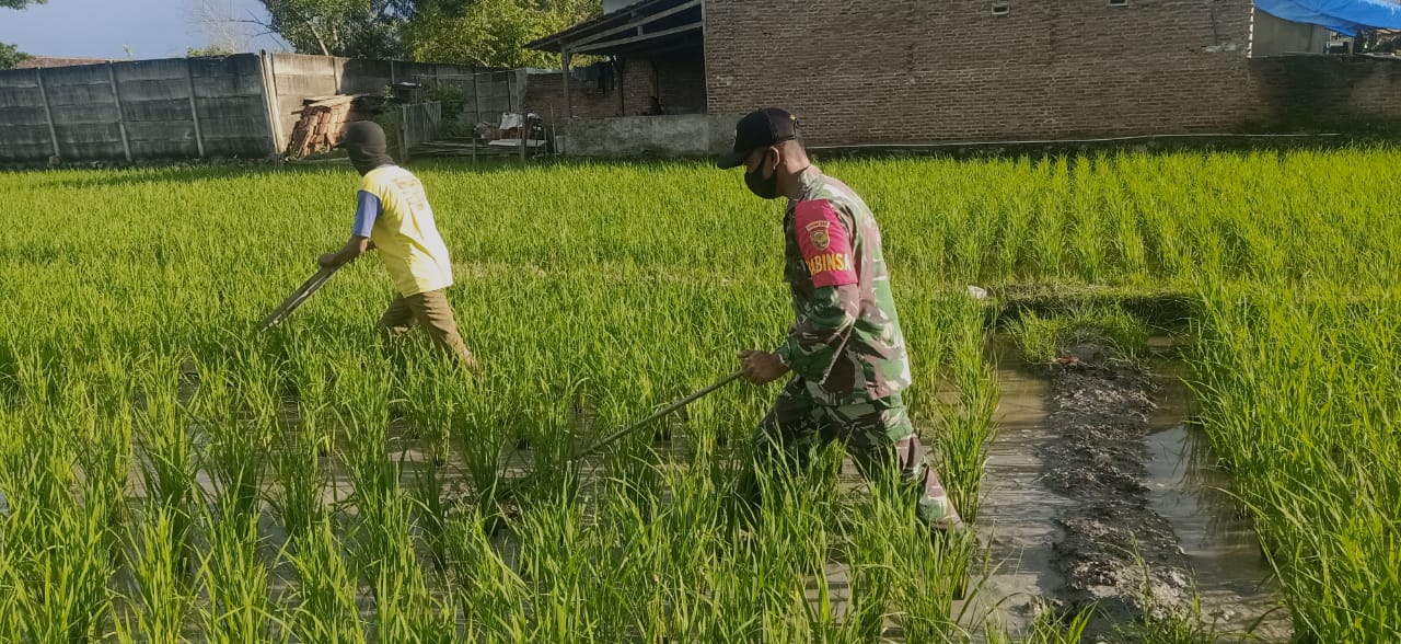 Babinsa Kodim 0410/KBL Turut Bantu Petani Membajak Sawah