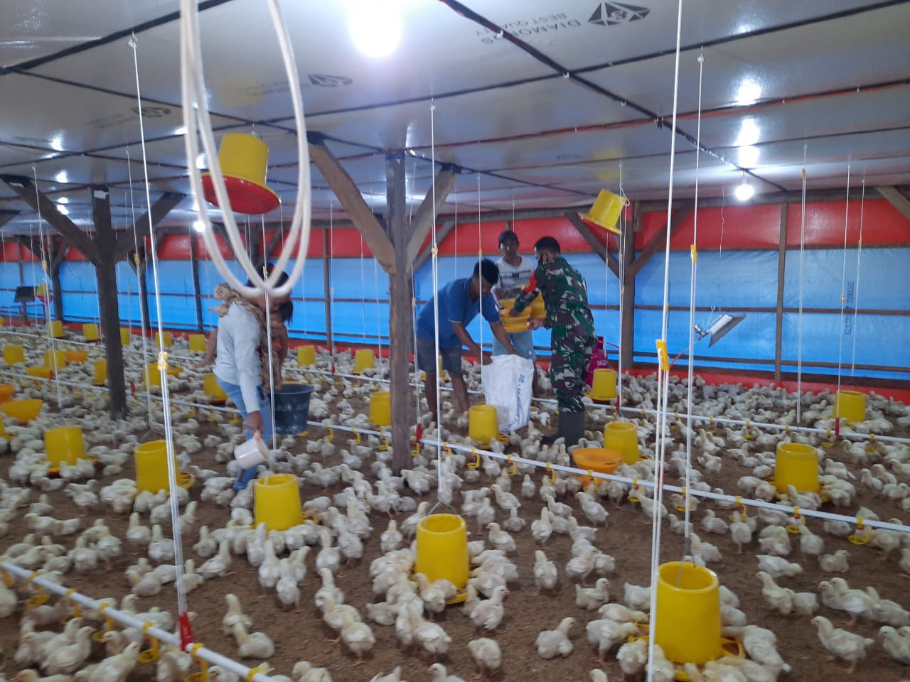 Salut, Personel Kodim 0410/KBL Bantu Perekonomian Warga dengan Membuka Peternakan Ayam Potong