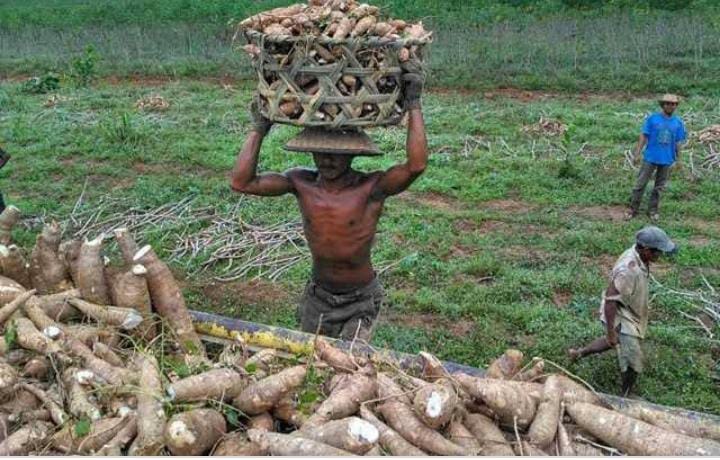 Ssst..., Ini Kabar Baik Buat Petani Soal Harga Singkong di Mesuji