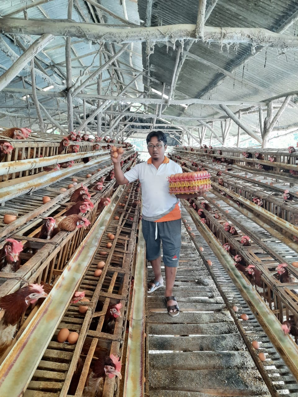 Peternak Ayam Petelur Tubaba Beber Cara Bertahan, Sebut Kunci Sukses di Pakan