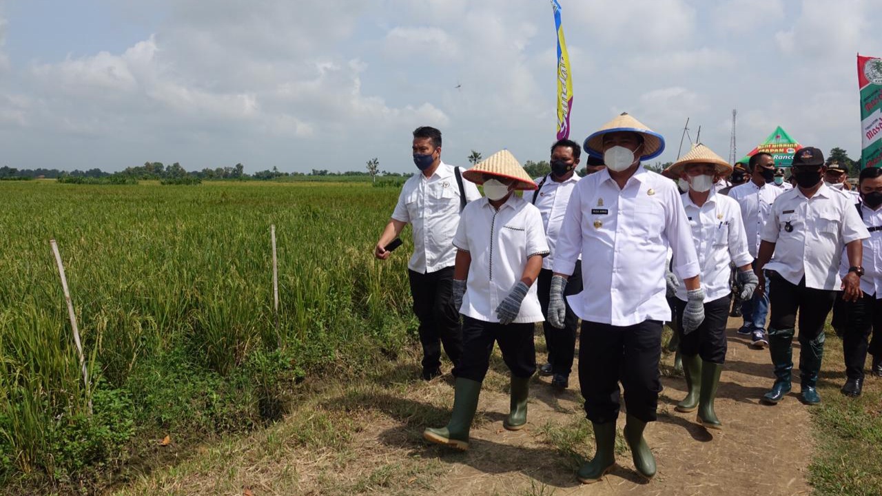 Panen Padi Program PATB, Bupati Upayakan Terbaik untuk Pertanian