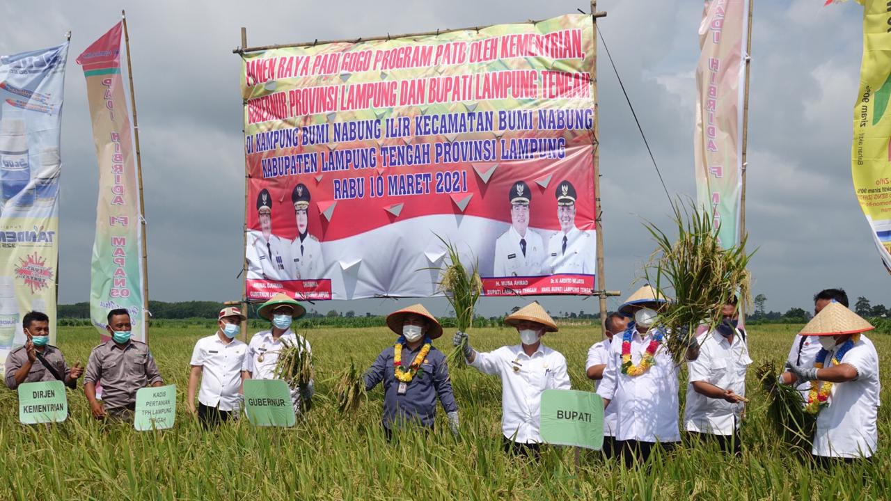 PATB Padi Inbrida di Lamteng 3.080 Ha