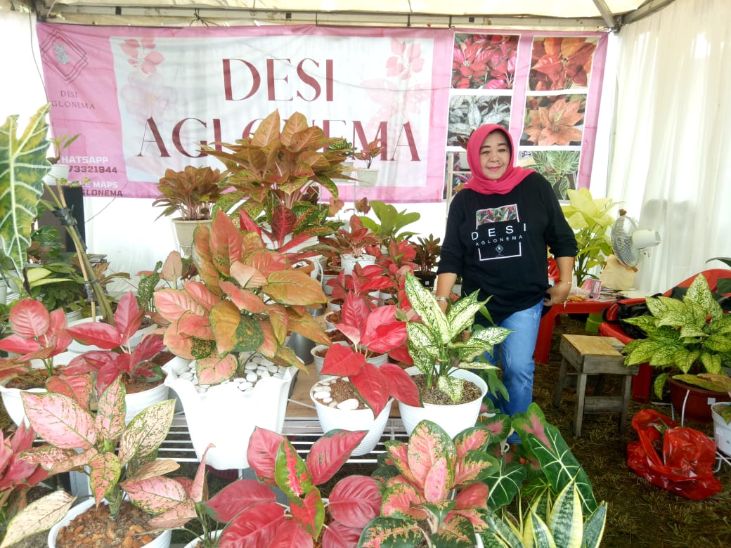 Desi Aglonema Sharing Perawatan Aglaonema Suksom