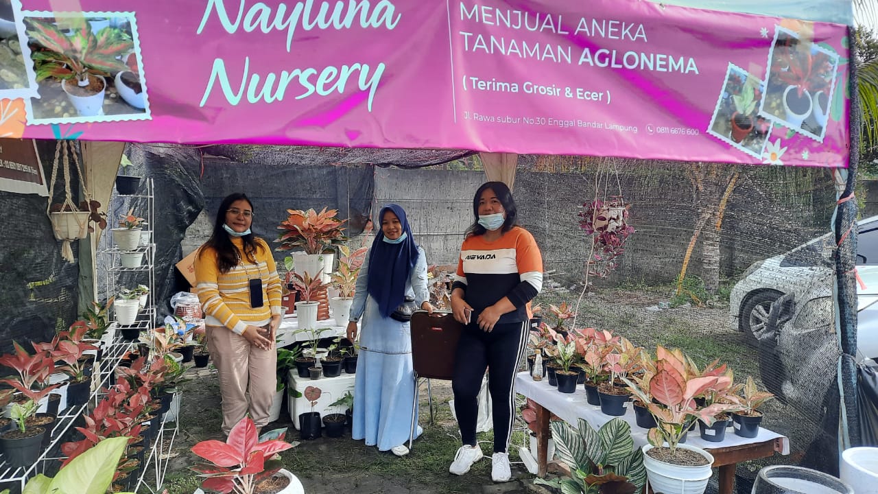 Nayluna Nursery Beri Tips Khusus Dalam Merawat Aglonema