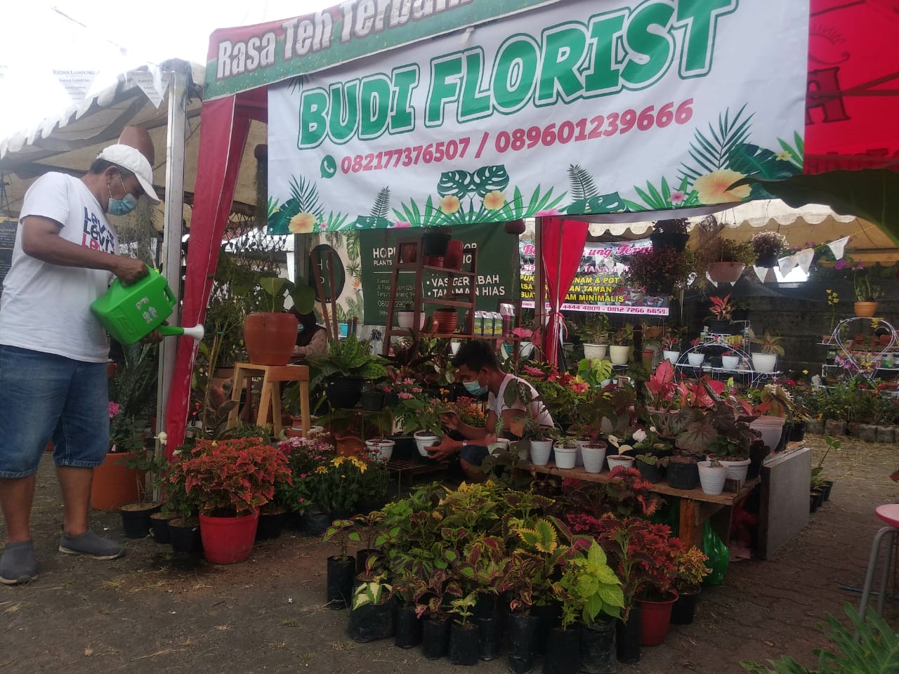 Berbagai Macam Tanaman Hias Indoor Tersedia di Budi Florist