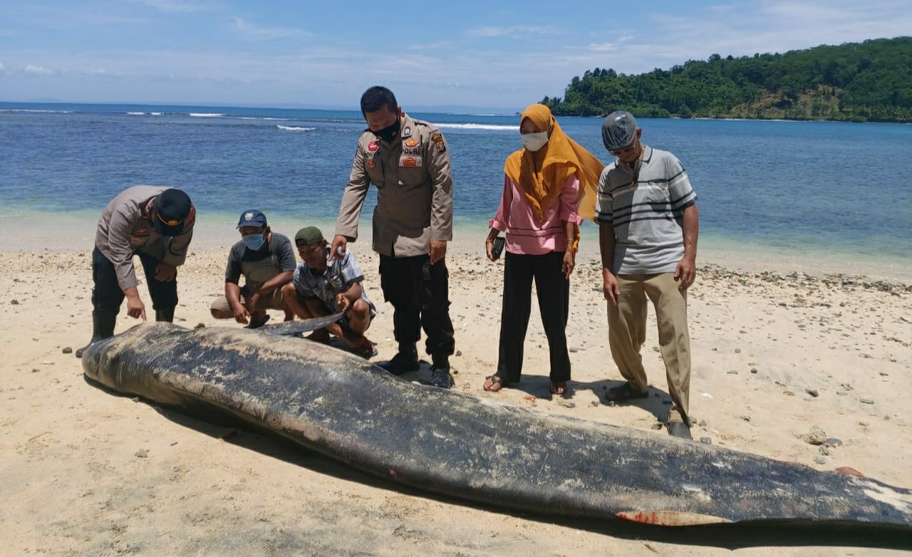 Bangkai Paus Ditemukan di Pantai Tengor