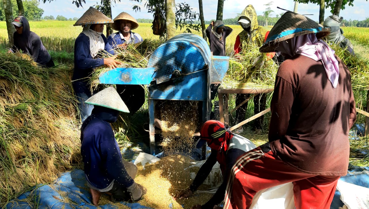 Harapan Petani di Tubaba : Harga Gabah Tetap Stabil 