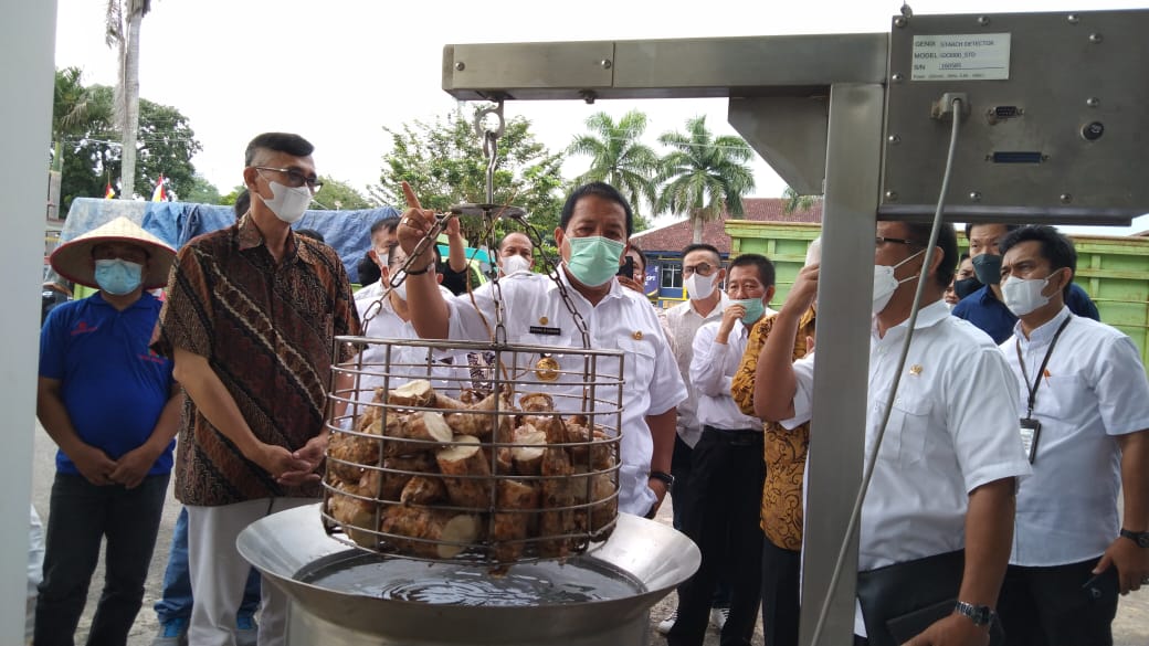 Gubernur Lampung Tetapkan Harga Singkong Minimal Rp900 per Kilogram