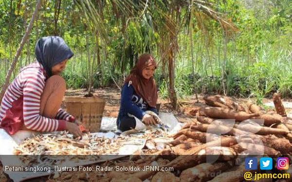 Harga Singkong Disepakati Rp900 per Kg, Tapi ...