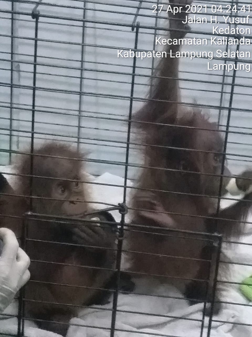 Dua Bayi Orangutan Gagal Diselundupkan