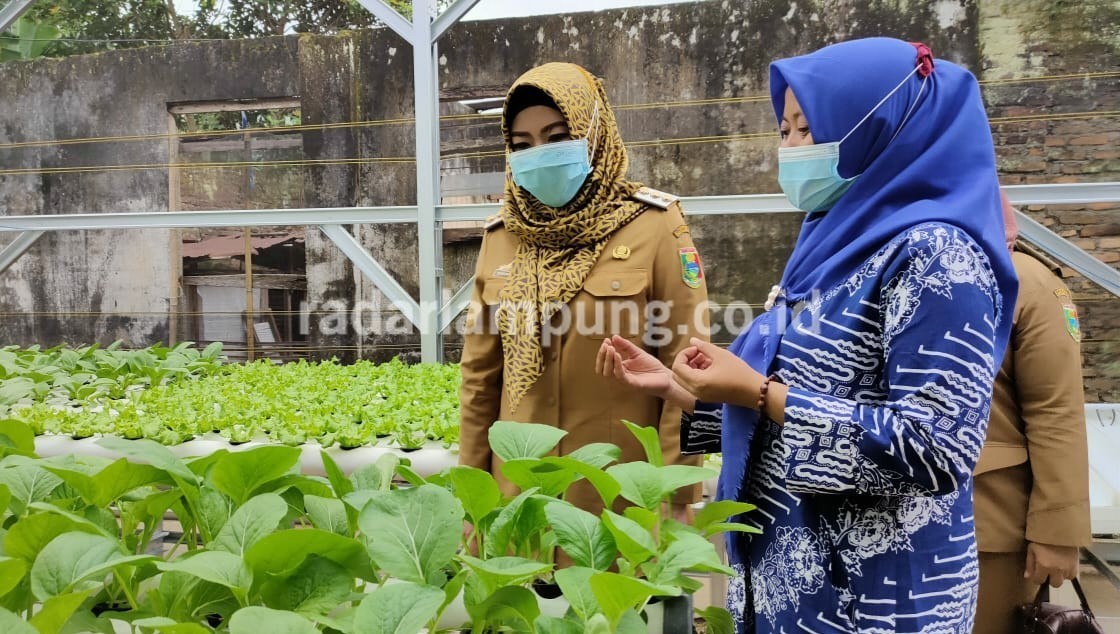 Program Family Farming Tanggamus Sasar Dua Kecamatan