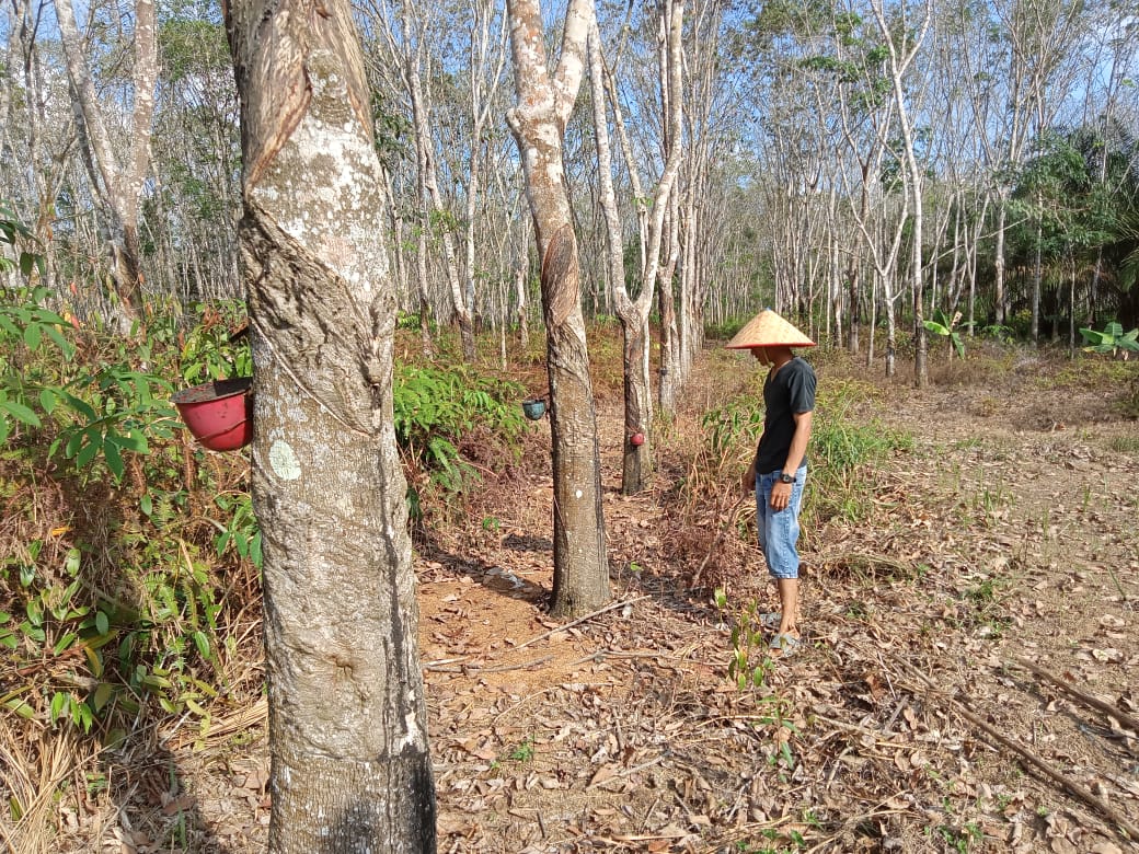 Musim Trek, Petani Karet Kurangi Sadapan