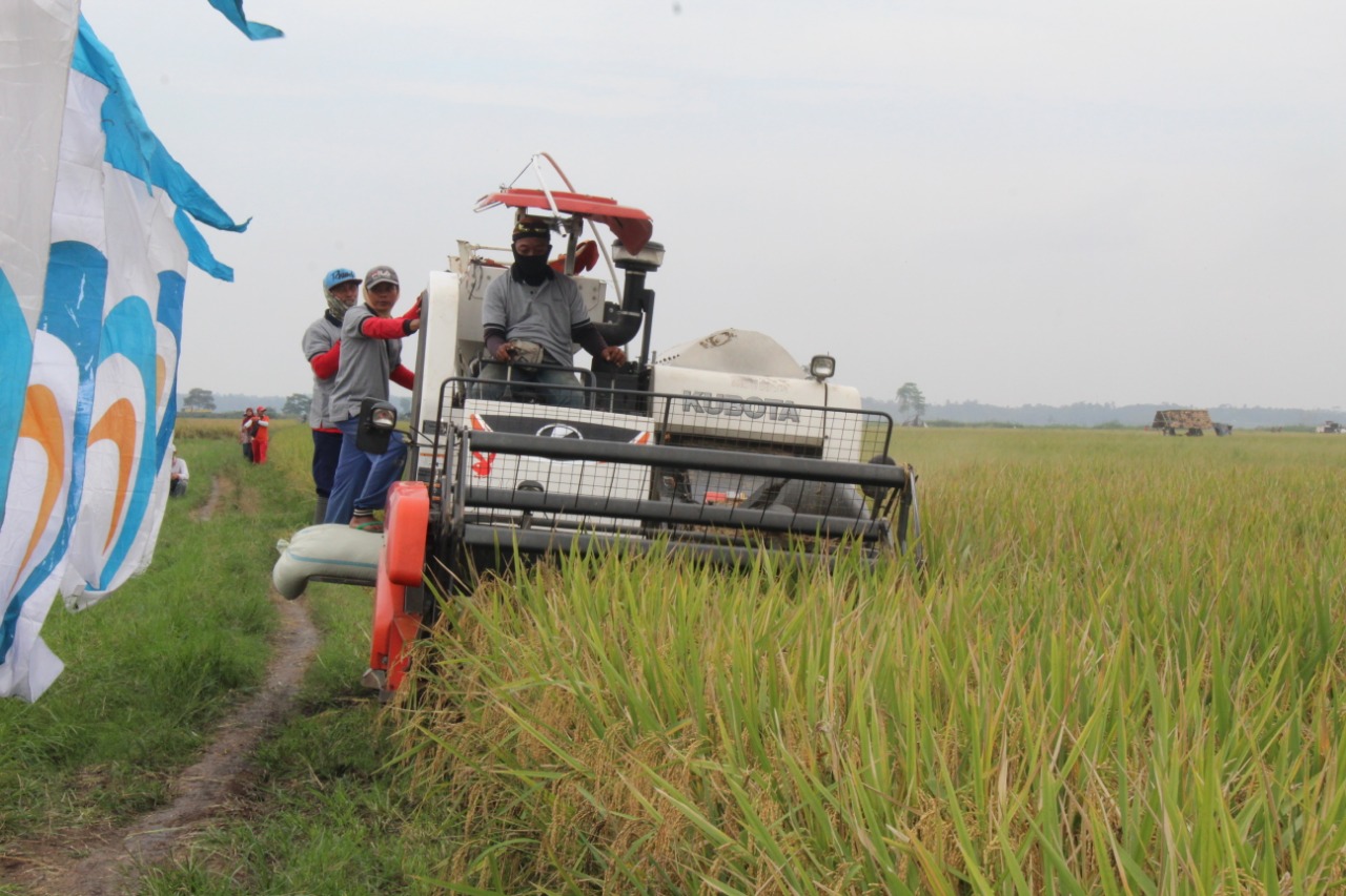 Ratusan Hektar Sawah Petani Mitra PTPN VII Panen Raya