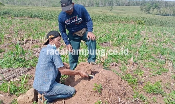 Gerdal Buru Tikus di Lahan Jagung