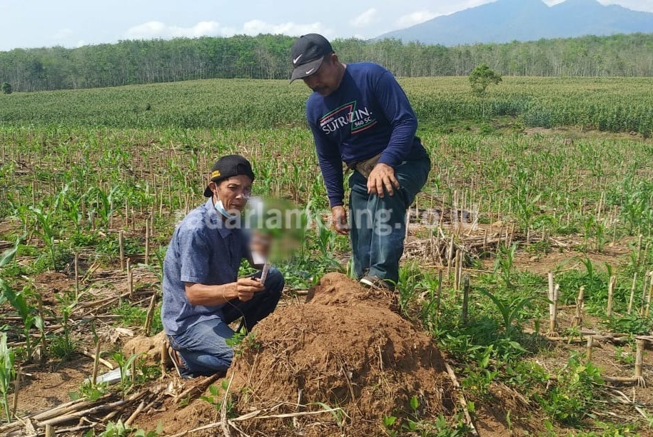 Kendalikan Hama Tikus Dengan Burung Hantu