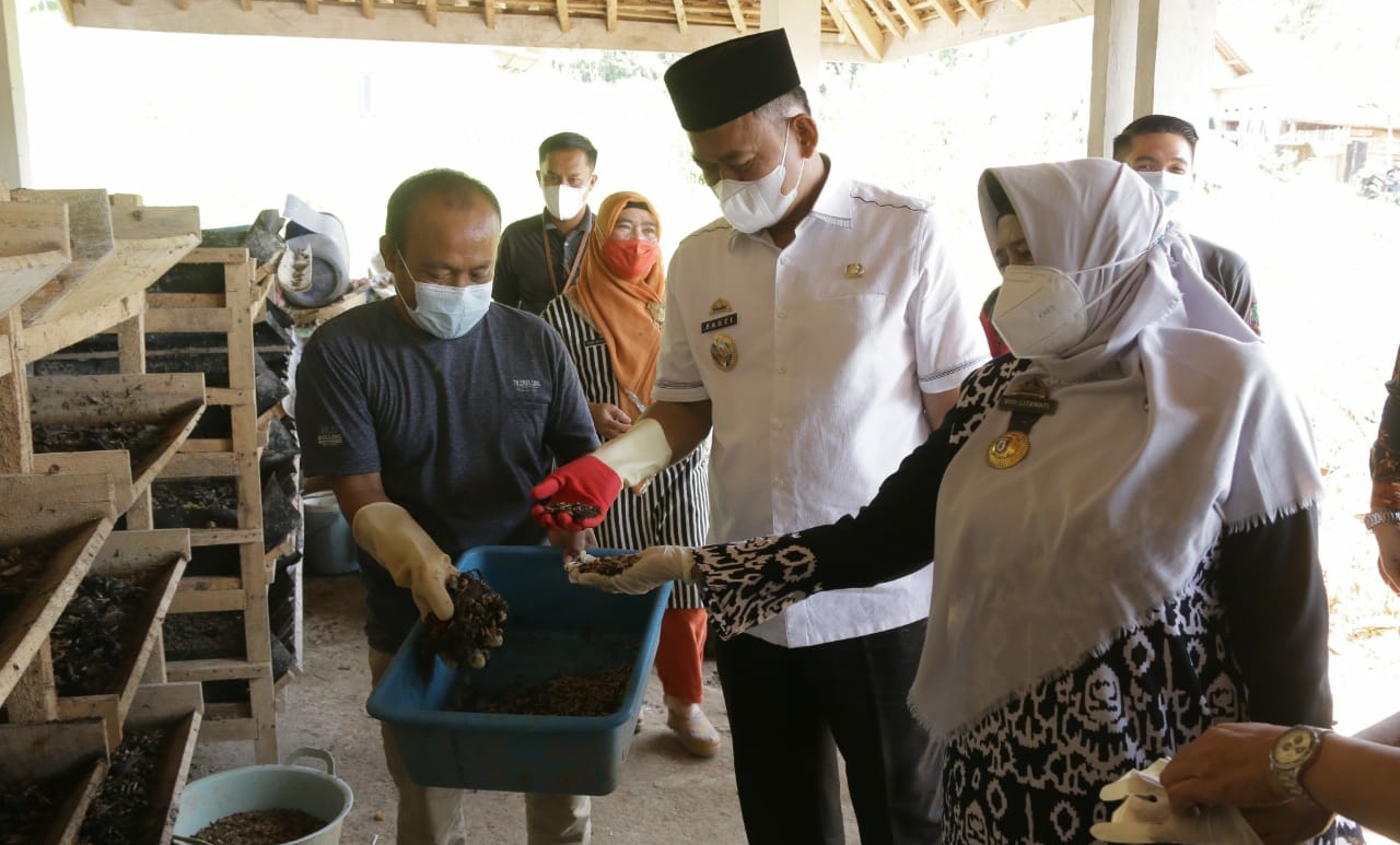 Atasi Masalah Sampah Rumah Tangga Dengan Budidaya Maggot