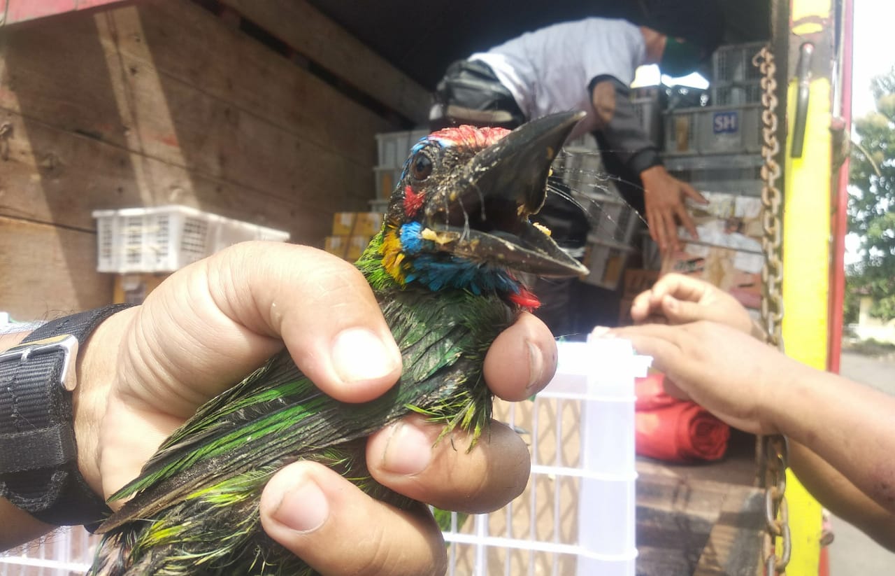 Bersama Tim Gabungan, Penyelundupan dan Pengiriman Burung Dilindungi Berhasil Digagalkan