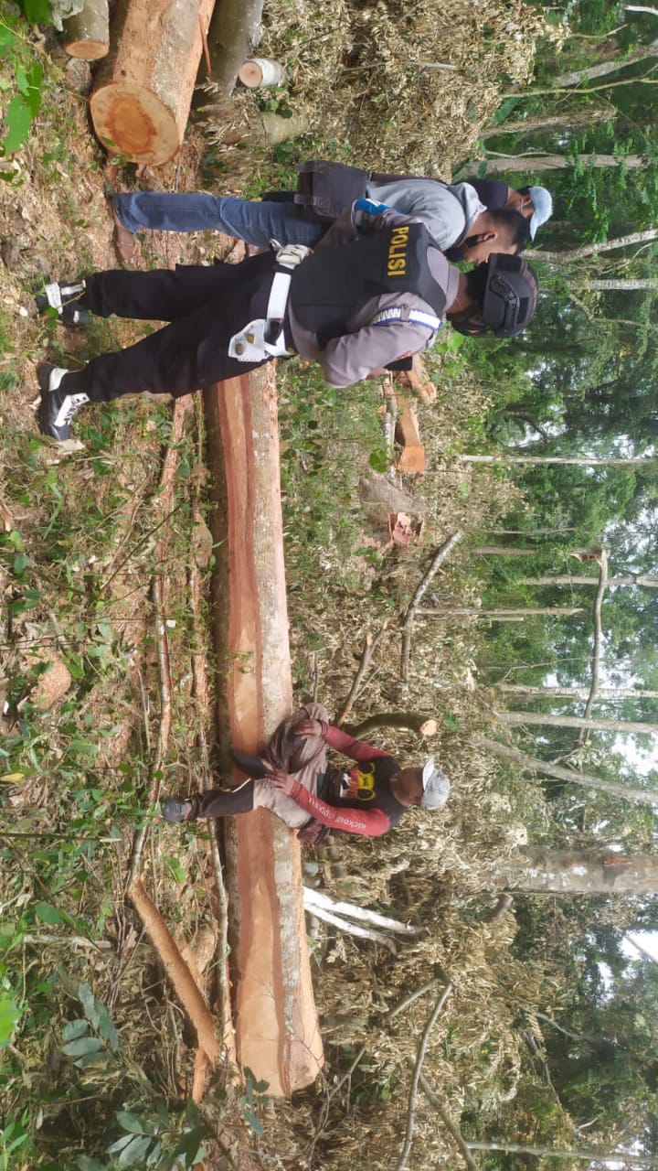 Curi Pohon Dari Hutan Lindung, 9 Warga Melinting Diamankan Polisi